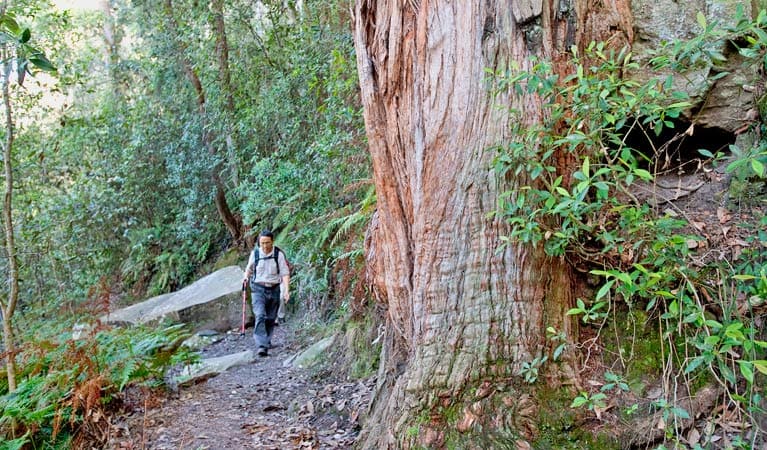 design2photo | Leura Dardenelles Pass: Hiking the scenic Leura Dardenelles Pass.