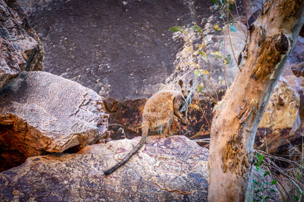 design2photo | Australia’s Best National Parks for Wildlife Enthusiasts