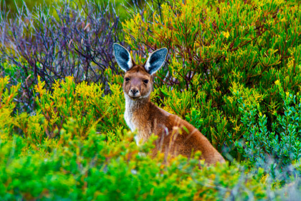 design2photo | Australia’s Best National Parks for Wildlife Enthusiasts